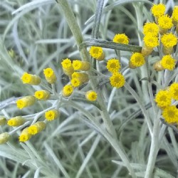 Hélichryse Miel/Curry 2 litres