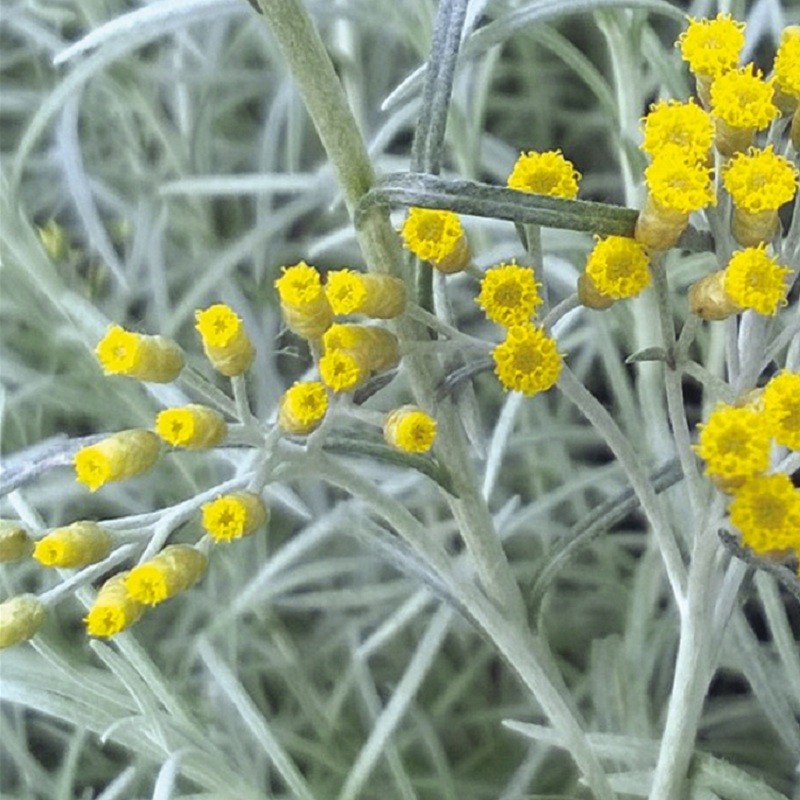 Hélichryse Miel/Curry 2 litres