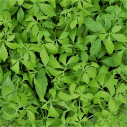 Acheter Herbe de l'immortalité Jiaogulan en pot – Plante aromatique à cultiver