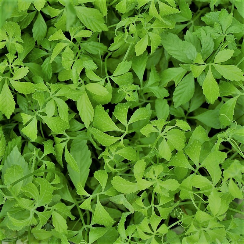 Acheter Herbe de l'immortalité Jiaogulan en pot – Plante aromatique à cultiver