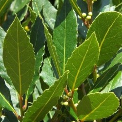 Laurier sauce 1.5 litres