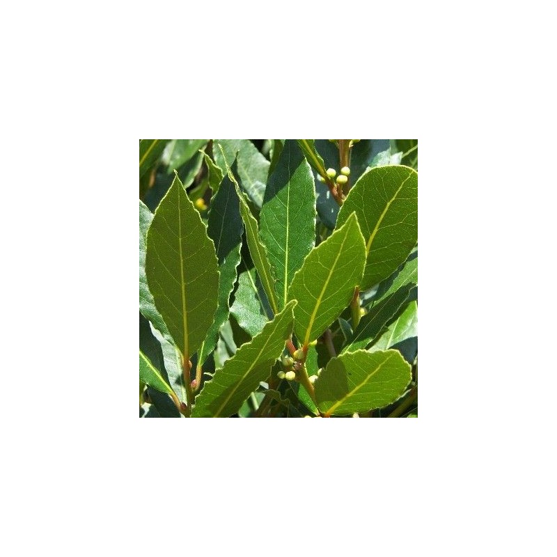 Laurier sauce 1.5 litres