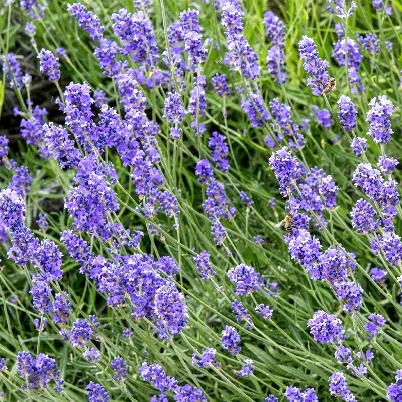 lavande officinale vraie en godet plante aromatique parfumée