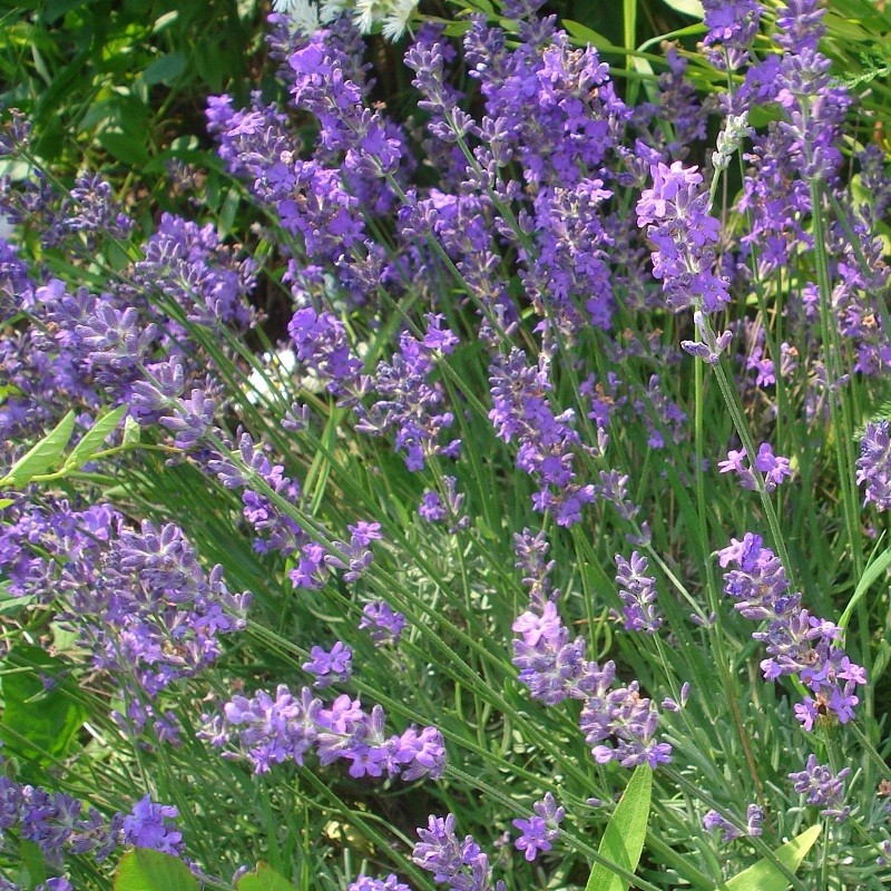 Acheter Lavandin grosso en godet – Plante aromatique à cultiver