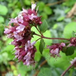 Acheter Marjolaine en pot – Plante aromatique à cultiver