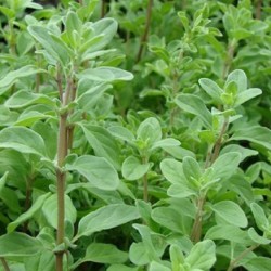 Acheter Marjolaine en pot – Plante aromatique à cultiver