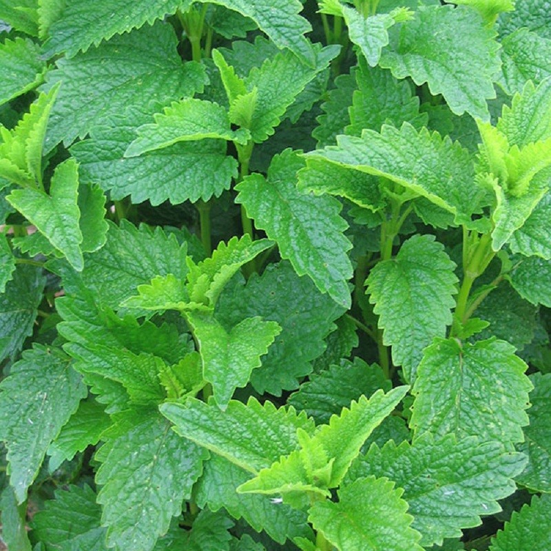 Achetez Mélisse orange en pot - Melissa officinalis altissima à l'odeur d'orange