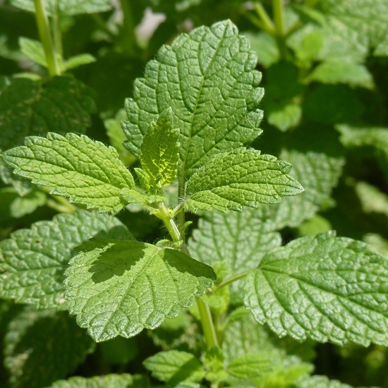 Acheter Mélisse odeur de pamplemousse en pot – Plante aromatique à cultiver