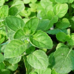 menthe ananas en godet plante aromatique