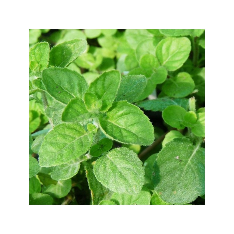 menthe ananas en godet plante aromatique