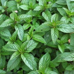 Achetez votre Menthe anis en pot de 1 litre