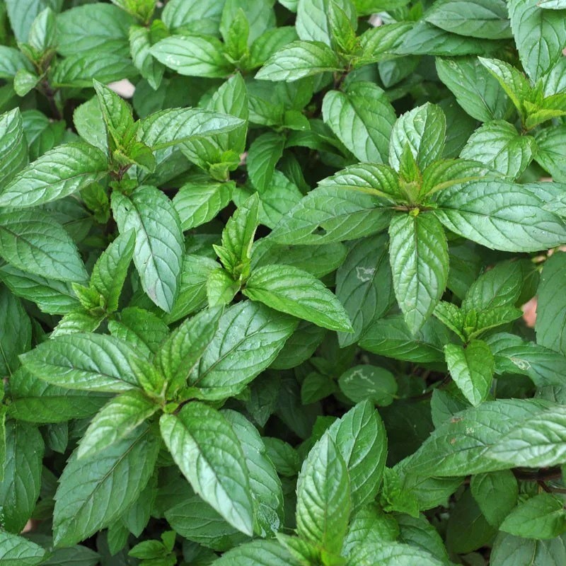 Achetez votre Menthe anis en pot de 1 litre