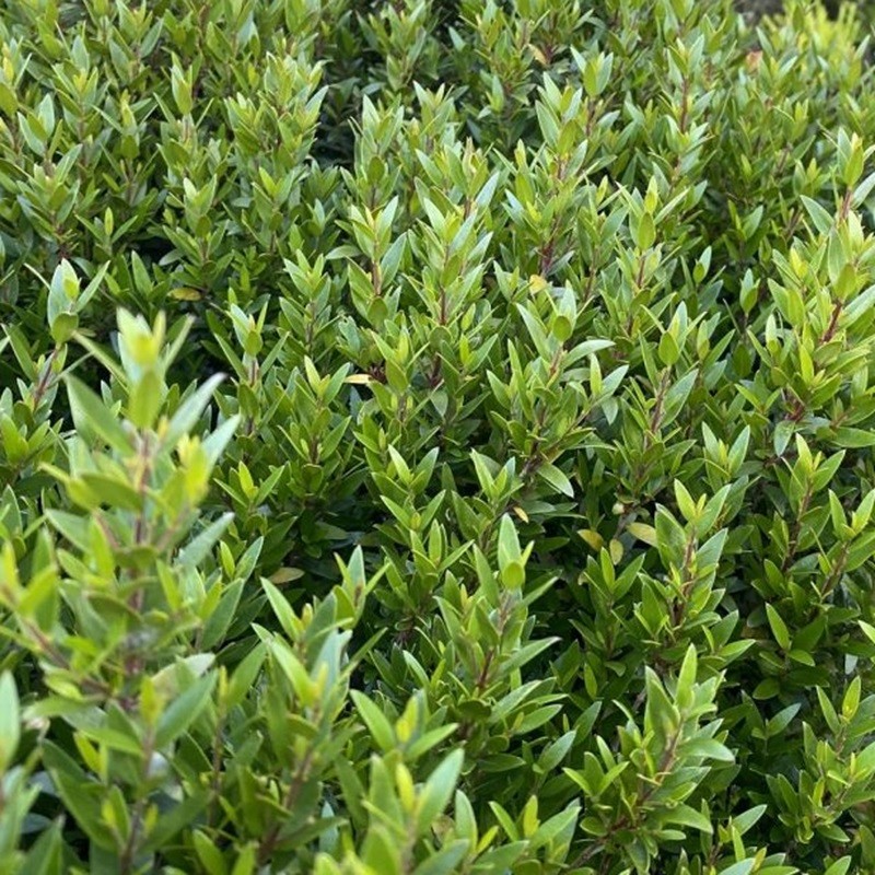 Acheter Myrte commune en pot – Plante aromatique à cultiver