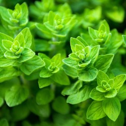 Acheter Origan commun en pot – Plante aromatique à cultiver