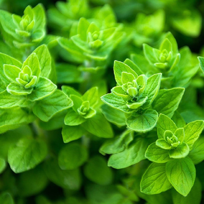 Acheter Origan commun en pot – Plante aromatique à cultiver