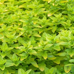 Acheter Origan panaché doré en pot – Plante aromatique à cultiver