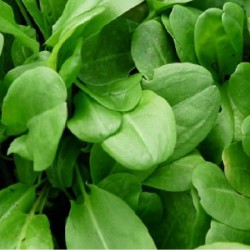 Acheter Oseille en pot – Plante aromatique à cultiver