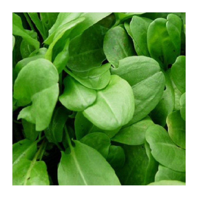 Acheter Oseille en pot – Plante aromatique à cultiver