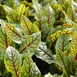 Acheter Oseille sanguine - Rumex sanguineus en pot – Plante aromatique à cultiver