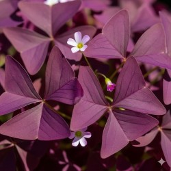 oxalis pourpre en godet plante aromatique