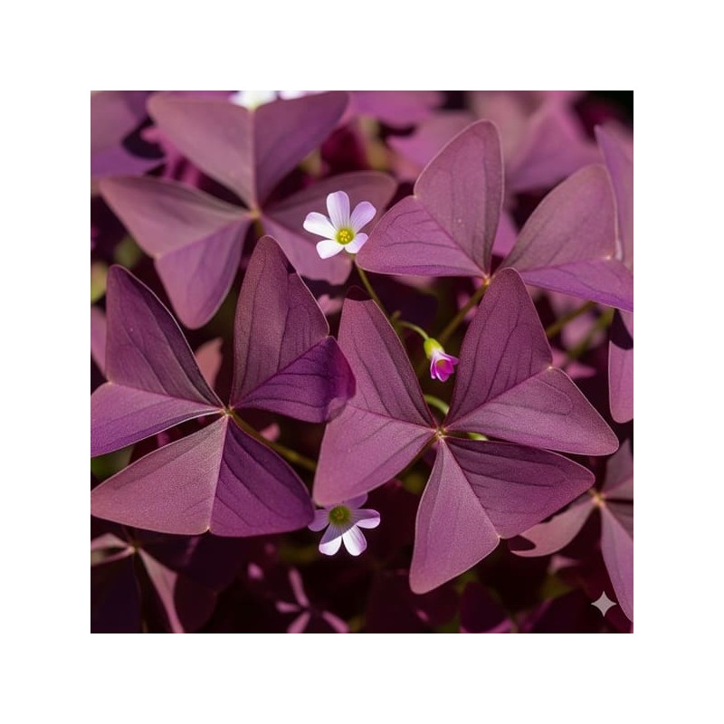 oxalis pourpre en godet plante aromatique