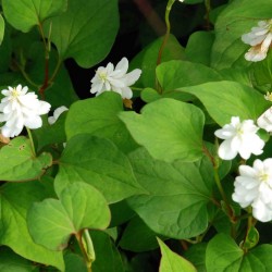 poivrier de chine en godet plante aromatique