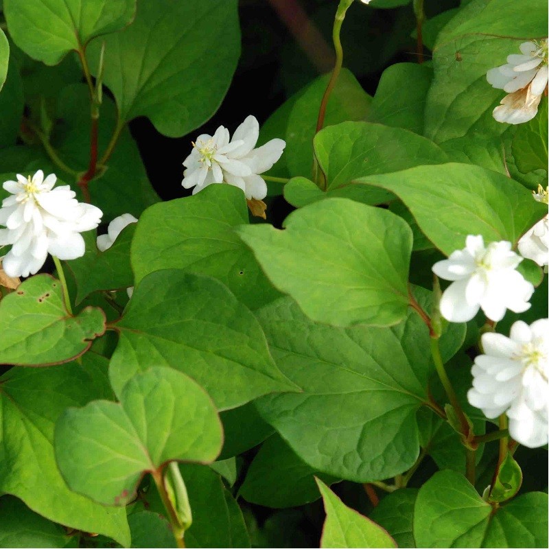 poivrier de chine en godet plante aromatique