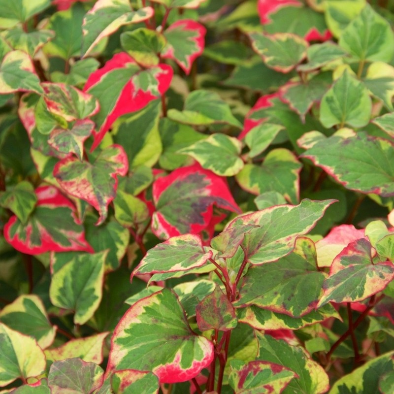 poivrier de chine tricolore en godet plante aromatique