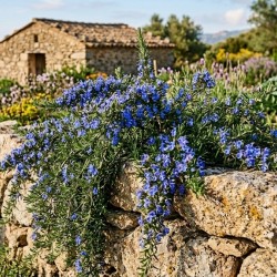 Acheter Romarin Corse en pot – Plante aromatique à cultiver