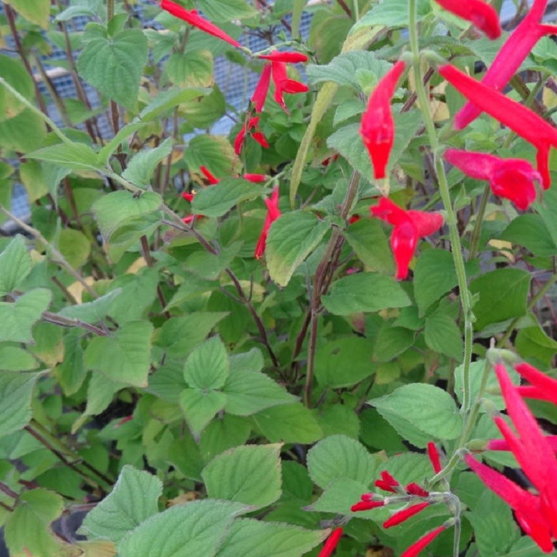 Achetez Sauge à odeur d'agrumes - Salvia elegans 'Tangerine' en pot. Plante aromatique à cultiver