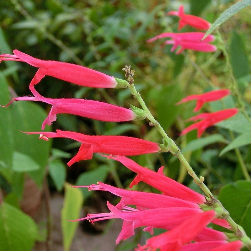 Acheter Sauge ananas en pot – Plante aromatique à cultiver
