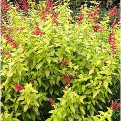 Acheter votre Sauge ananas dorée en pot – Plante aromatique à cultiver