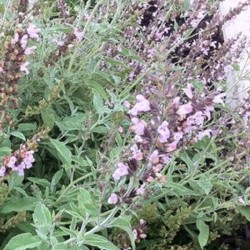 Acheter Sauge arbustive -Salvia fruticosa en pot – Plante aromatique à cultiver