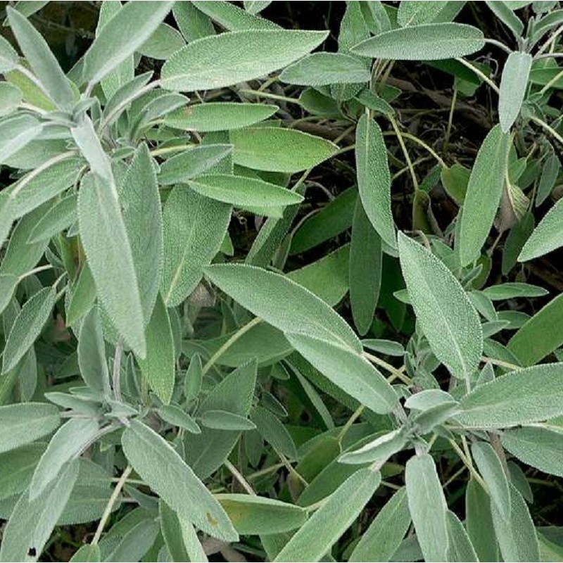 Acheter Sauge officinale en pot – Plante aromatique à cultiver
