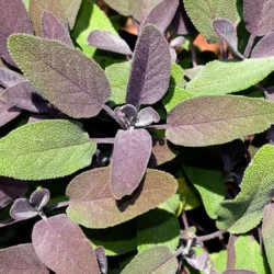 Acheter Sauge officinale pourpre en pot – Plante aromatique à cultiver