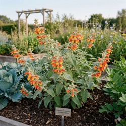 Acheter Menthe de l'Himalaya (Plante Doliprane) en godet – Plante aromatique à cultiver