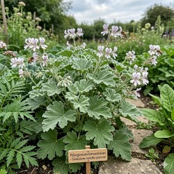 Acheter Géranium menthe poivrée en godet – Plante aromatique à cultiver