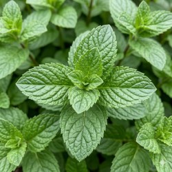Acheter Menthe basilic en godet – Plante aromatique à cultiver