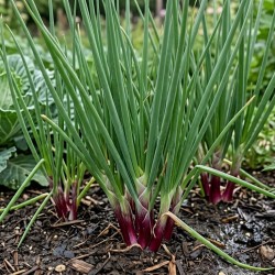 Acheter Ciboule rouge en godet – Plante aromatique à cultiver