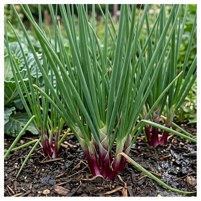 Acheter Ciboule rouge en godet – Plante aromatique à cultiver