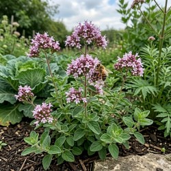 Acheter Origan commun en godet – Plante aromatique à cultiver