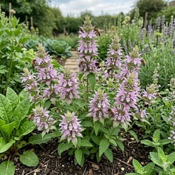 Acheter Monarde citron en godet – Plante aromatique à cultiver