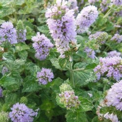 Acheter Lot de 4 menthes fruitées en godet – Plante aromatique à cultiver