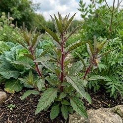 Acheter Epazote Oaxaca rouge en godet – Plante aromatique à cultiver