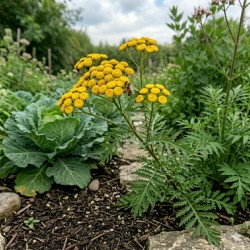 Acheter Tanaisie commune en godet – Plante aromatique à cultiver