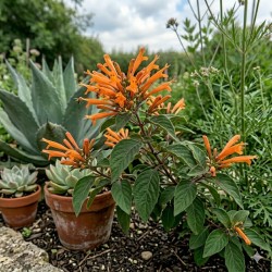 Acheter Muicle (Justicia spicigera) en godet – Plante aromatique à cultiver