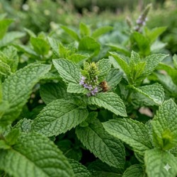 Acheter Menthe anis en godet – Plante aromatique à cultiver