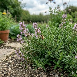 Acheter Sarriette citron en godet – Plante aromatique à cultiver