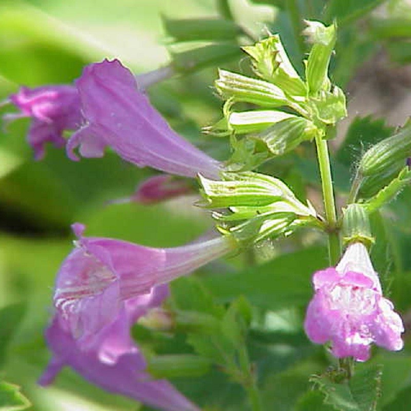 thé de l'aubrac en godet plante aromatique