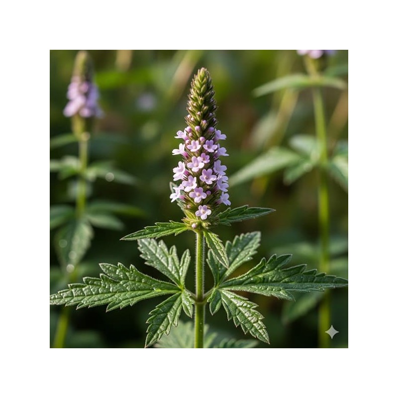 Verveine Officinale 1 litre